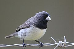 Black-and-white Seedeater